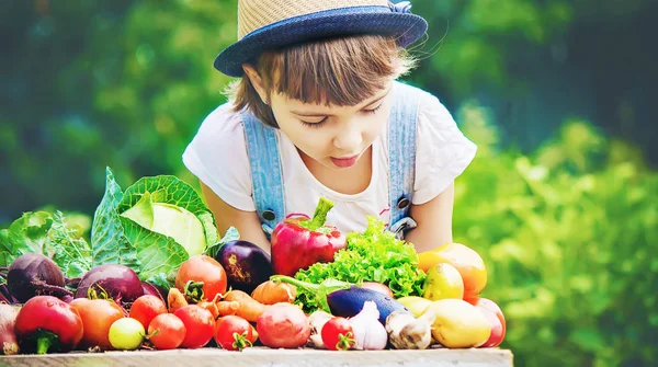 Gyermek Zöldségeket Gazdaságban Szelektív Összpontosít — Stock Fotó