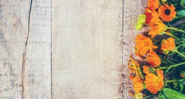 Calendula officinalis ahşap arka plan üzerinde. Seçici odak. 