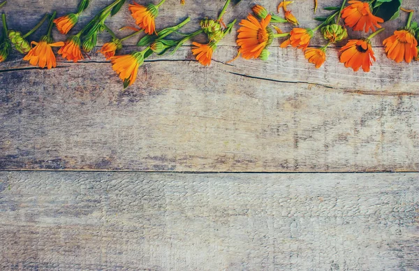 Calendula Officinalis Sobre Fondo Madera Enfoque Selectivo — Foto de Stock