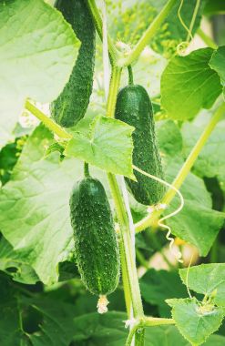 Salatalık büyümek. Seçici odak. 