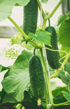 Salatalık büyümek. Seçici odak. 