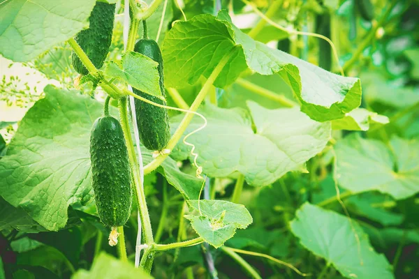 Cucumbers Grow Selective Focus — Stock Photo, Image