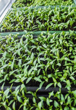 Fidan biber tencere pencere üzerinde. Seçici odak. 