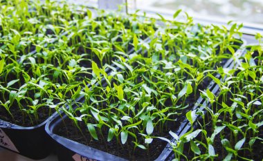 Fidan biber tencere pencere üzerinde. Seçici odak. 