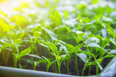 Fidan biber tencere pencere üzerinde. Seçici odak. 