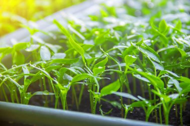 Fidan biber tencere pencere üzerinde. Seçici odak. 