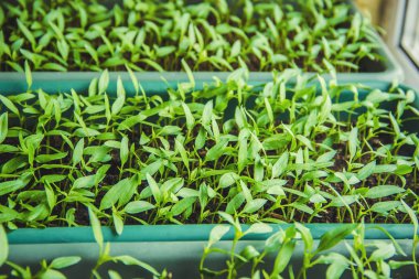 Fidan biber tencere pencere üzerinde. Seçici odak. 