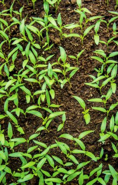 Fidan biber tencere pencere üzerinde. Seçici odak. 