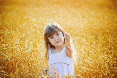 Buğday tarlasında bir çocuk. seçici odak.