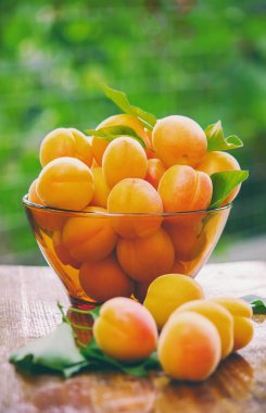 Olgun güzel kayısı. Seçici odak.