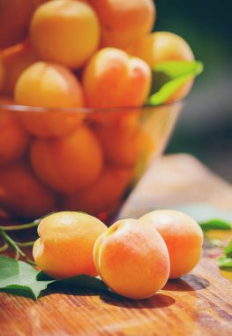 Olgun güzel kayısı. Seçici odak.