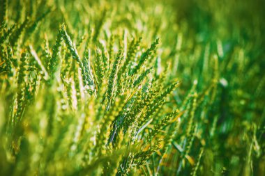 Buğday alan. Seçici odak.