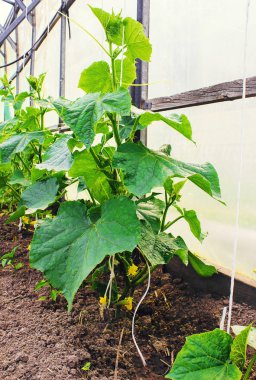 Salatalık bahçesinde. Seçici odak. 