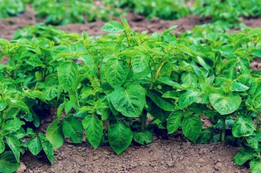 patates bahçesinde. Seçici odak.