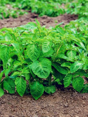 patates bahçesinde. Seçici odak.