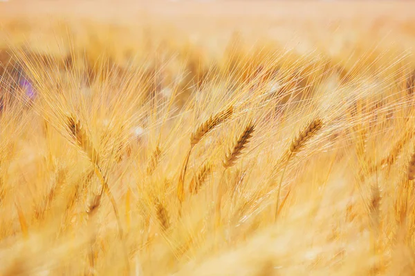 Campo Trigo Enfoque Selectivo —  Fotos de Stock