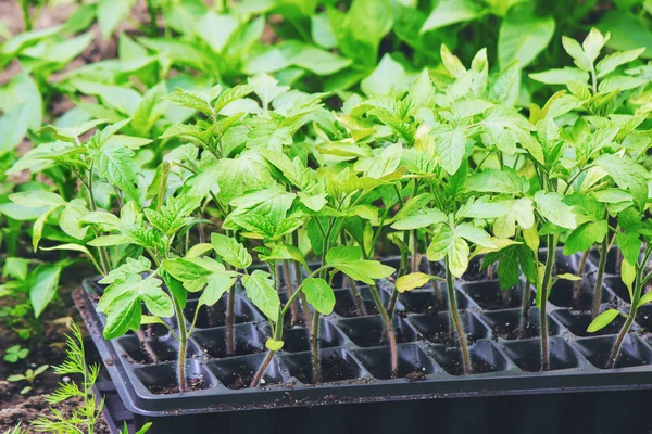 Tomatensetzlinge Selektiver Fokus — Stockfoto