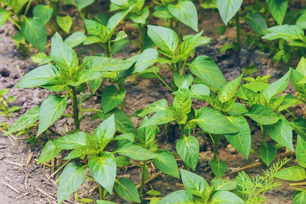 Bibit Lada Tekstur Daun Hijau Latar Belakang Tekstur Daun — Stok Foto