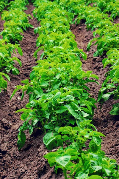 Batatas Jardim Foco Seletivo — Fotografia de Stock