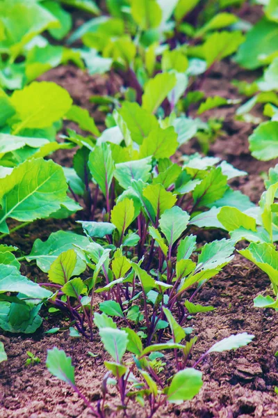 Kohlsprossen Garten Selektiver Fokus — Stockfoto