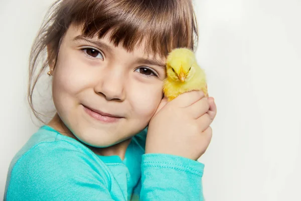 Child Holds Chicken His Hands Selective Focus Stock Photo