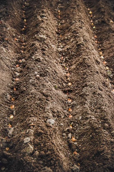 庭にタマネギを植える 選択的焦点 — ストック写真