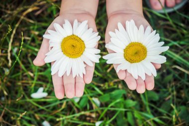 Papatya kızla. Seçici odak. 