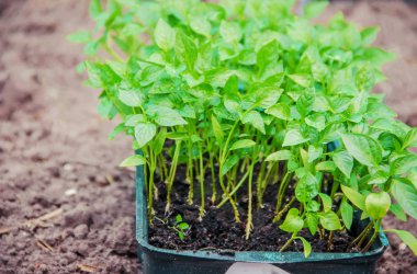 Fidan biber tencere pencere üzerinde. Seçici odak. 