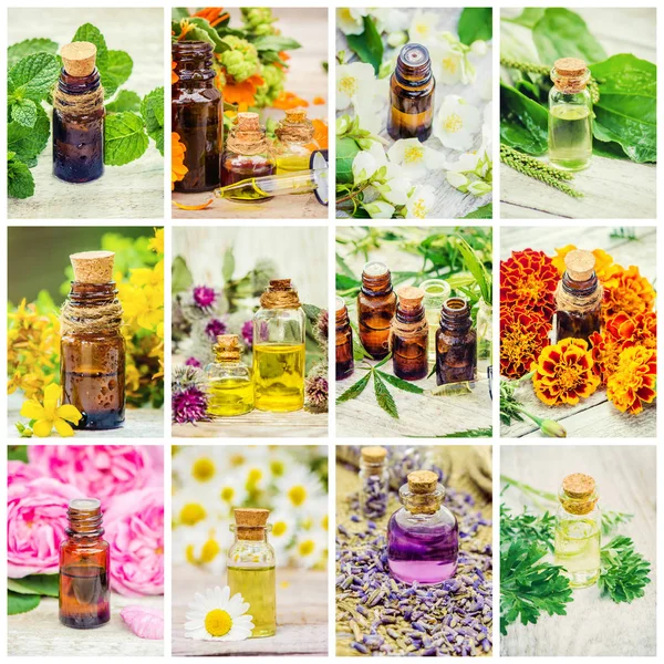 Collage Hierbas Medicinales Enfoque Selectivo — Foto de Stock