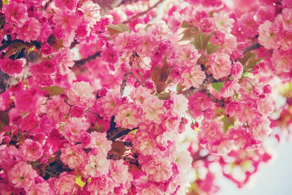 Sakura Con Flores Jardín Botánico — Foto de Stock