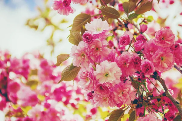 Sakura Con Flores Jardín Botánico — Foto de Stock