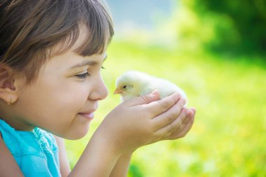 Çocuk bir tavuk elinde tutar. Seçici odak. 