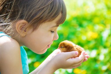 Çocuk bir tavuk elinde tutar. Seçici odak. 