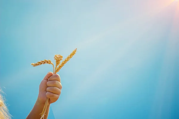 Buğday Tarlasında Bir Çocuk Seçici Odak — Stok fotoğraf