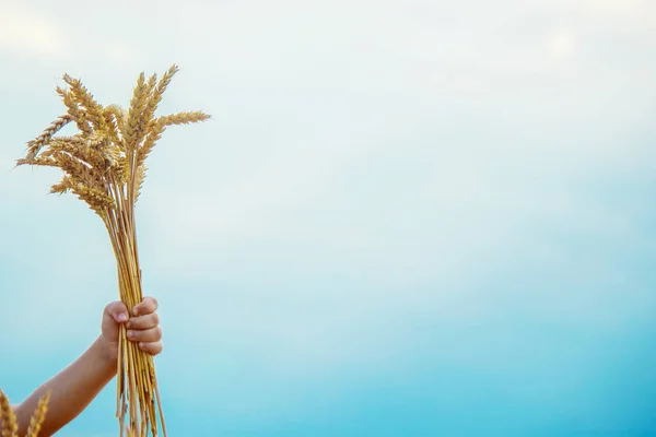 Buğday Tarlasında Bir Çocuk Seçici Odak — Stok fotoğraf