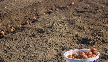 patates dikim. Bahçe. seçici odak.