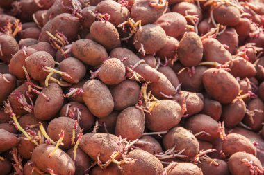 patates dikim. Bahçe. seçici odak.