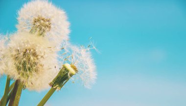 Dandelions gökyüzüne karşı. Seçici odak. 