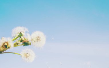 Dandelions gökyüzüne karşı. Seçici odak. 