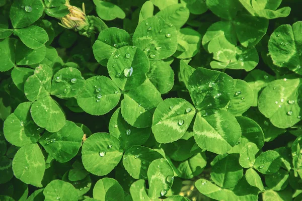 Clover Leaf Happy Patrick Day Selectieve Aandacht — Stockfoto