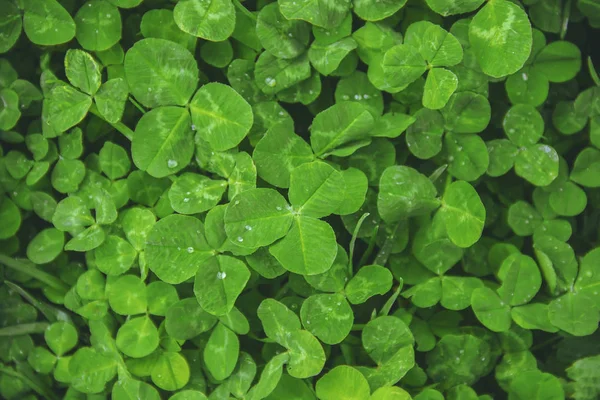 Foglia Trifoglio Buon San Patrizio Focus Selettivo — Foto Stock