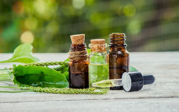 Het Extract Van Weegbree Geneeskrachtige Planten Selectieve Aandacht — Stockfoto