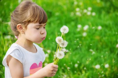 Dandelions hava üfleme kız. seçici odak.