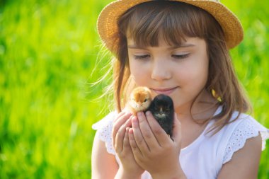 Çocuk bir tavuk elinde tutar. Seçici odak. 