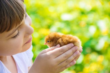 Çocuk bir tavuk elinde tutar. Seçici odak. 