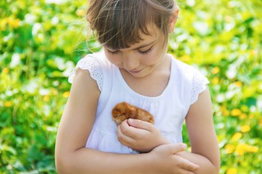 Çocuk bir tavuk elinde tutar. Seçici odak. 