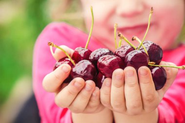 Çocuk bahçede kiraz topluyor. Seçici odak.