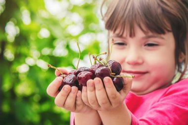 Çocuk bahçede kiraz topluyor. Seçici odak.