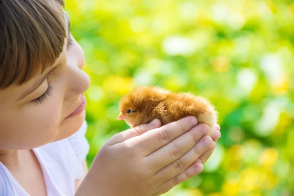 Çocuk Bir Tavuk Elinde Tutar Seçici Odak — Stok fotoğraf