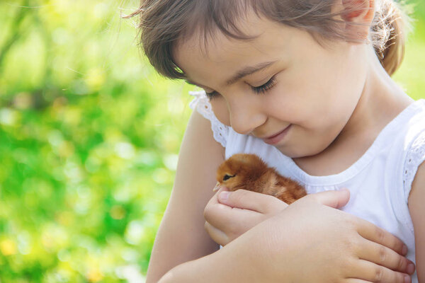 The child holds a chicken in his hands. Selective focus. 